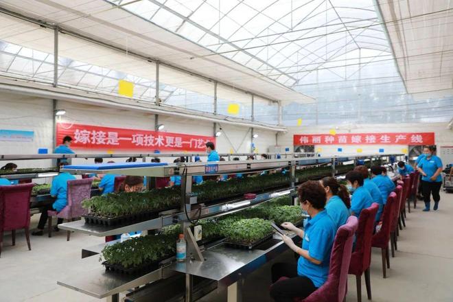 喜報!山東六家單位榮膺“全國巾幗現代農業科技示范基地”,引領技術推廣服務新風尚